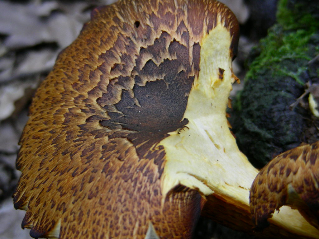 Variabilit di Omphalotus olearius